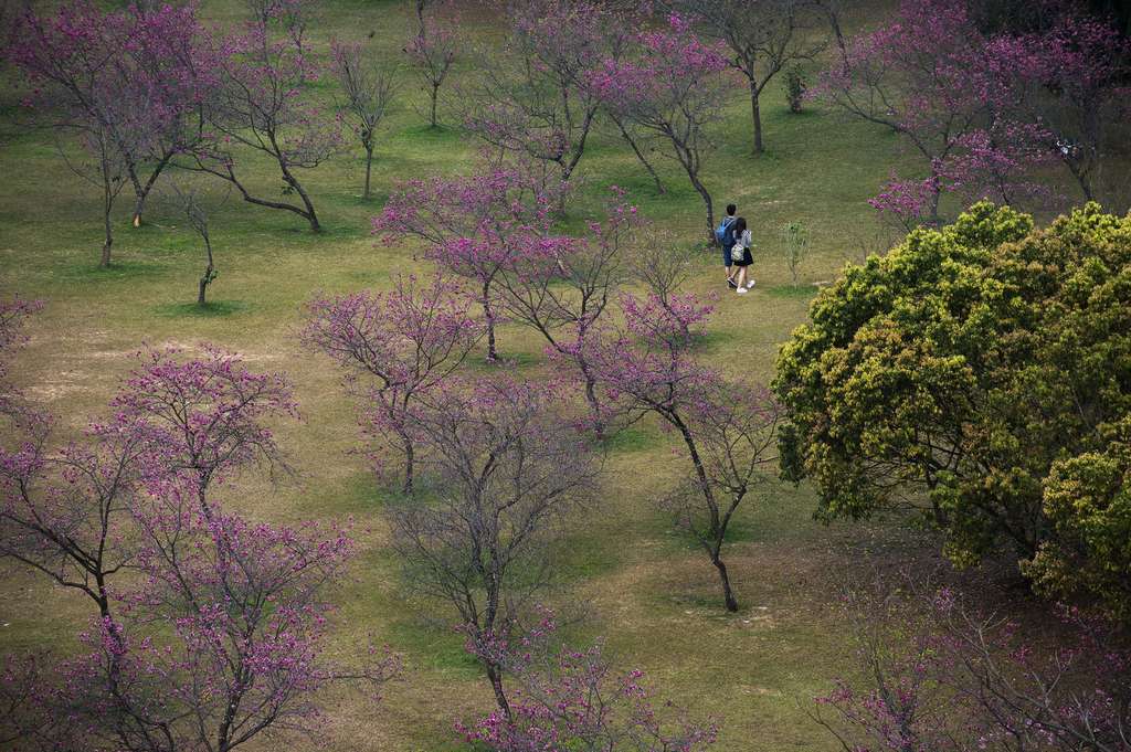 國立暨南國際大學